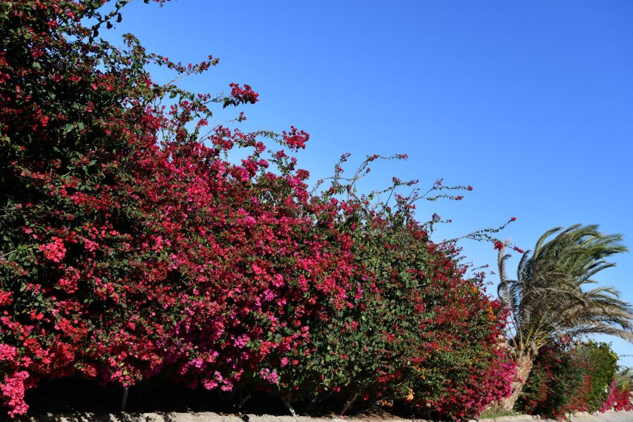 Wadi Lahmy Azur 3* Abū Ghuşūn